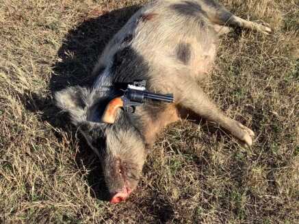 feral hog with revolver handgun hunting