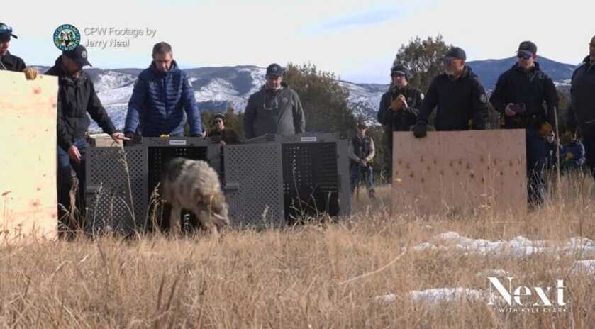 Colorado Governor Opens Crate Releasing Cattle-Killing Wolves&nbsp;