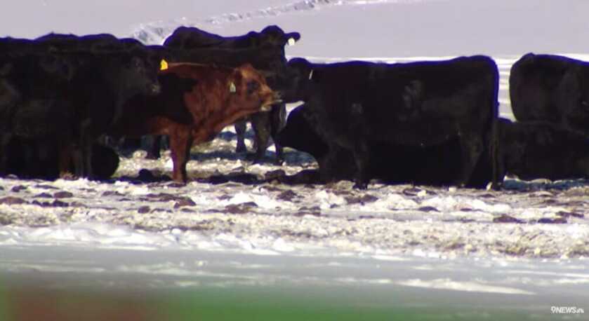 Colorado Governor Opens Crate Releasing Cattle-Killing Wolves&nbsp;