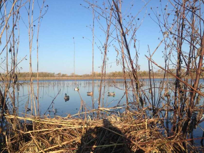 Lake with duck decoys