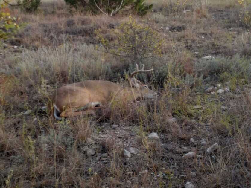 buck down in texas