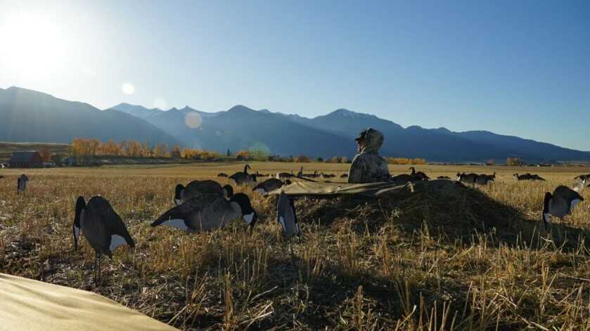 Field Goose Hunting Fundamentals Field Goose Hunting Fundamentals