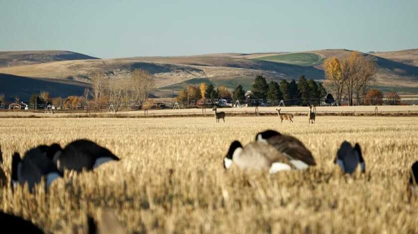 Field Goose Hunting Fundamentals Field Goose Hunting Fundamentals