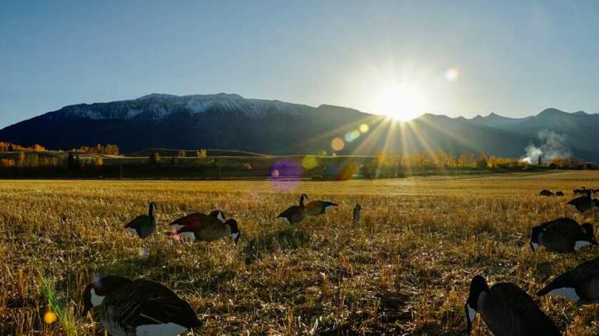 Field Goose Hunting Fundamentals Field Goose Hunting Fundamentals
