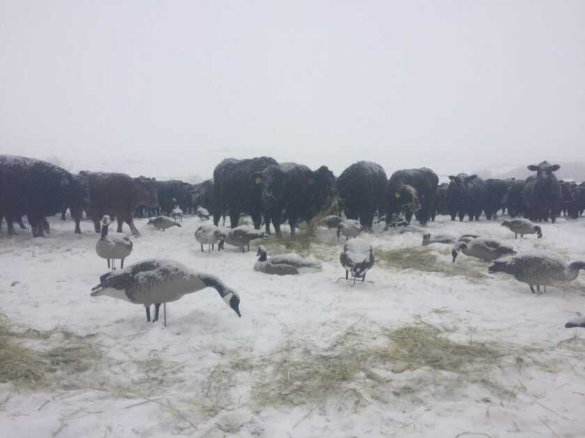 Field Goose Hunting Fundamentals Field Goose Hunting Fundamentals