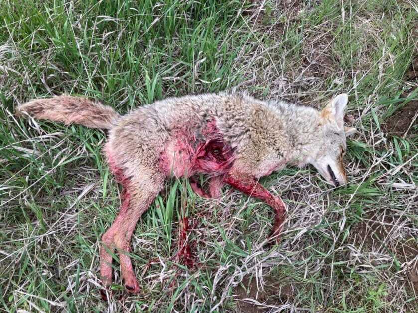 Coyote shot with 180 eldm