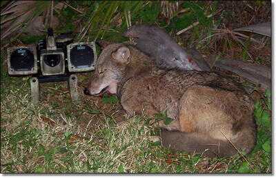 Killing Coyotes 101 - Daytime and Night Hunting Problem Coyotes