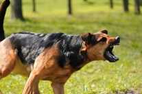 Ep. 21 Should I Shoot? To Kill or Not To Kill A Dog