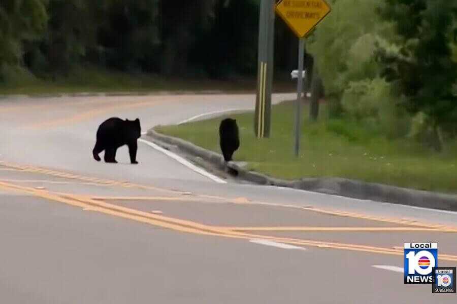 Anti-hunters are paying $2,000 for bear hunting permits.