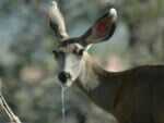 drooling deer with cwd