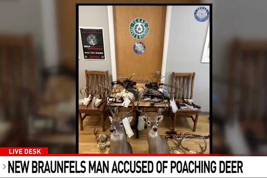 Texas game wardens investigate white-tailed deer poaching case involving 13 bucks across three Texas counties.