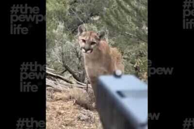 Mountain lion faces a hiker as a handgun is aimed toward the stalking predator during a tense self-defense encounter.