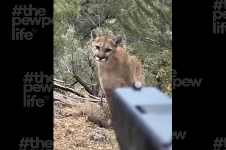 Mountain lion faces a hiker as a handgun is aimed toward the stalking predator during a tense self-defense encounter.