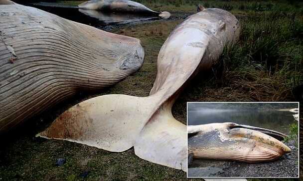 This recent discovery, November 17th, 2015, of 337 dead whales in Chile is just one of many mysterious die offs on the Pacific coast over the last year.  UV levels, many of them containing deadly UV-C are being created by holes punched into the  ozone layer by the HAARP style atmospheric heaters.  This is killing the plankton, upon which all life depends, including us. Plankton creates as much as 60% of our oxygen, and in 2010 it was measured as being down by 40%.