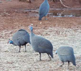 Guineafowl have grey/blue plumage and fairly large bodies and are a popular food source for the local population.