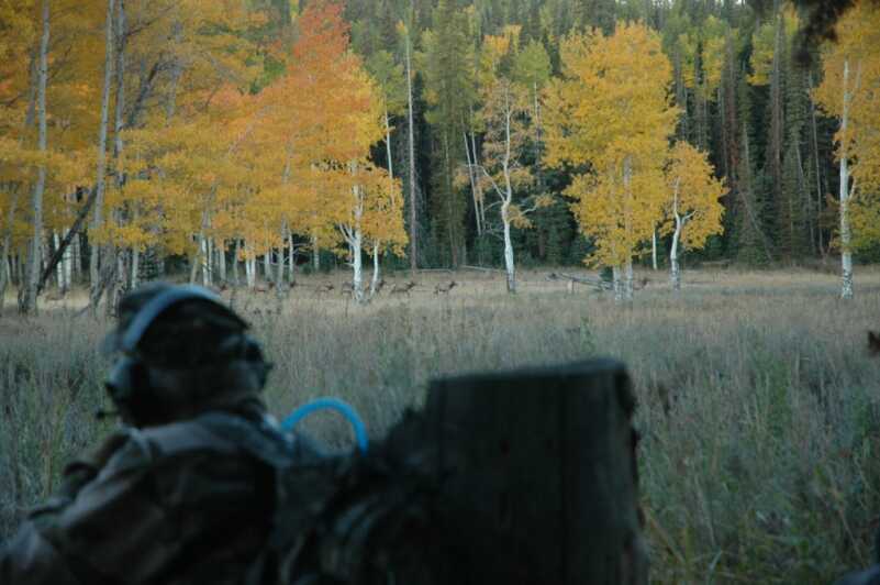 Bull Elks are Bugling...Wherever They Are Bull Elks are Bugling...Wherever They Are