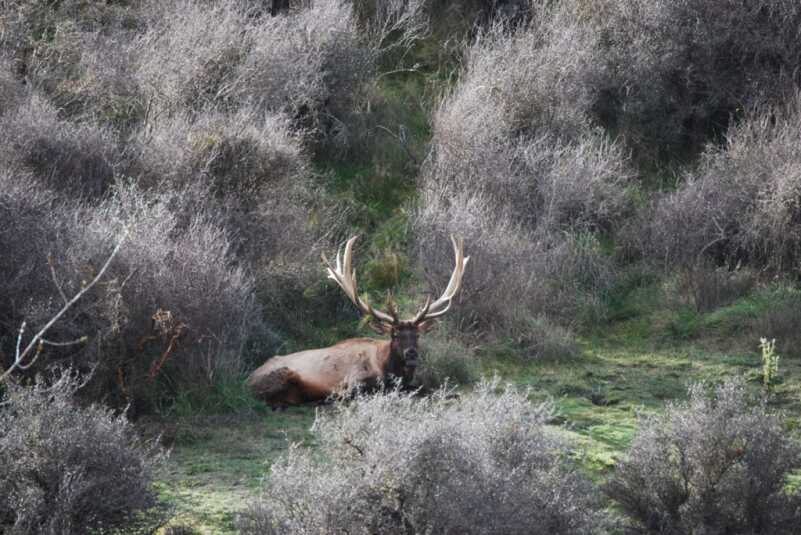 Bull Elks are Bugling...Wherever They Are Bull Elks are Bugling...Wherever They Are