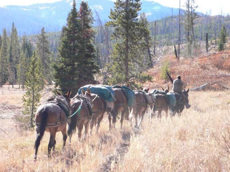 Bull Elks are Bugling...Wherever They Are Bull Elks are Bugling...Wherever They Are