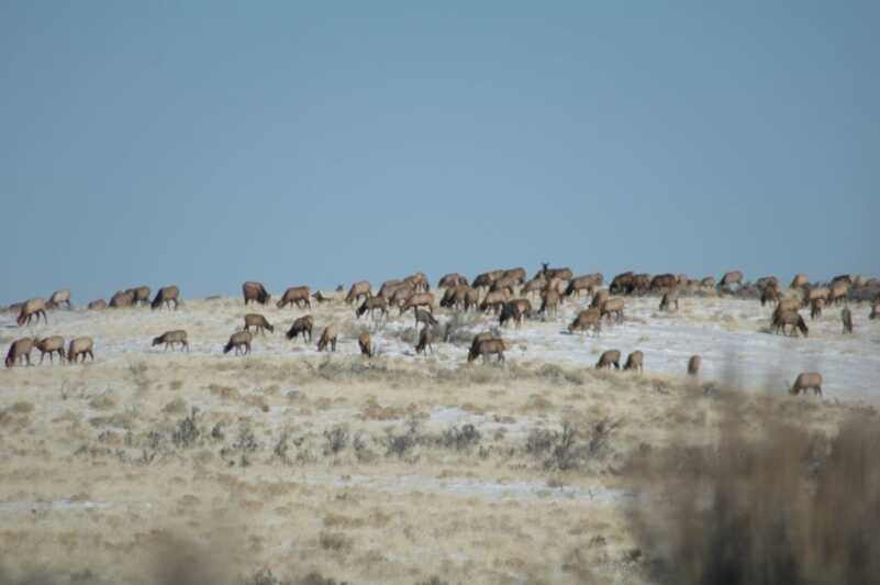 Bull Elks are Bugling...Wherever They Are Bull Elks are Bugling...Wherever They Are