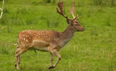 Deer Gene Discovery Could Lead to Treatments for Human Bone Replacement Deer Gene Discovery Could Lead to Treatments for Human Bone Replacement