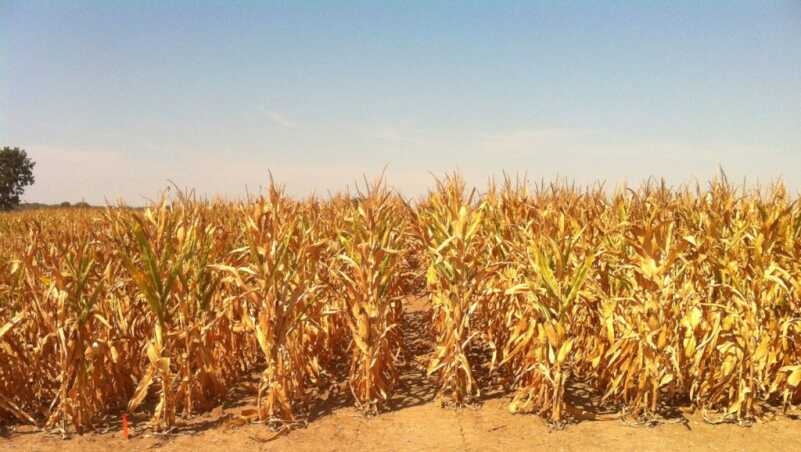 Field Hunting and Farmers - Understanding Goes A Long Ways Field Hunting and Farmers - Understanding Goes A Long Ways
