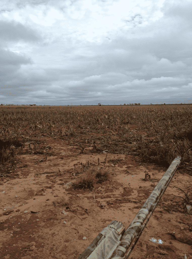 Sweat, Blood, and Birds: 5 Tips for September Dove Fields Sweat, Blood, and Birds: 5 Tips for September Dove Fields