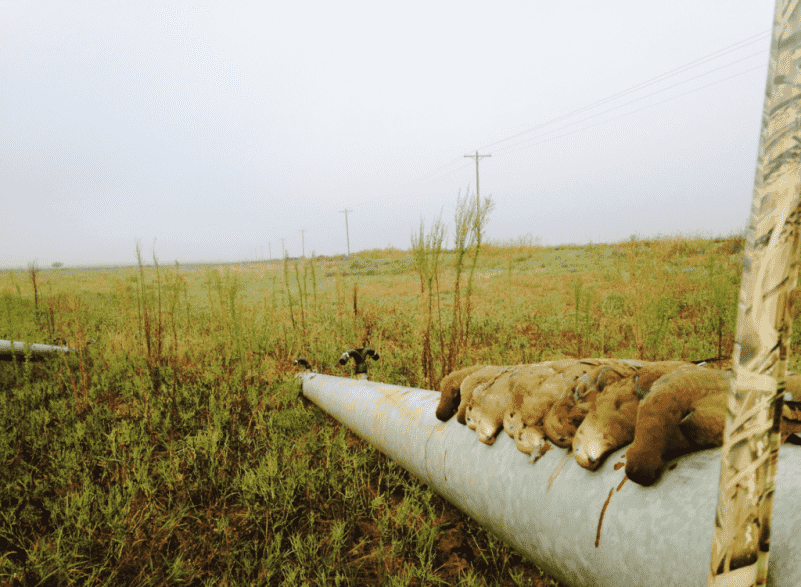Sweat, Blood, and Birds: 5 Tips for September Dove Fields Sweat, Blood, and Birds: 5 Tips for September Dove Fields