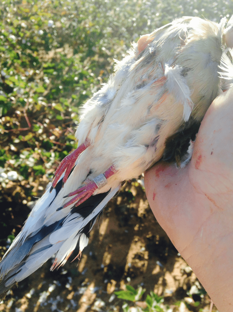 Sweat, Blood, and Birds: 5 Tips for September Dove Fields Sweat, Blood, and Birds: 5 Tips for September Dove Fields