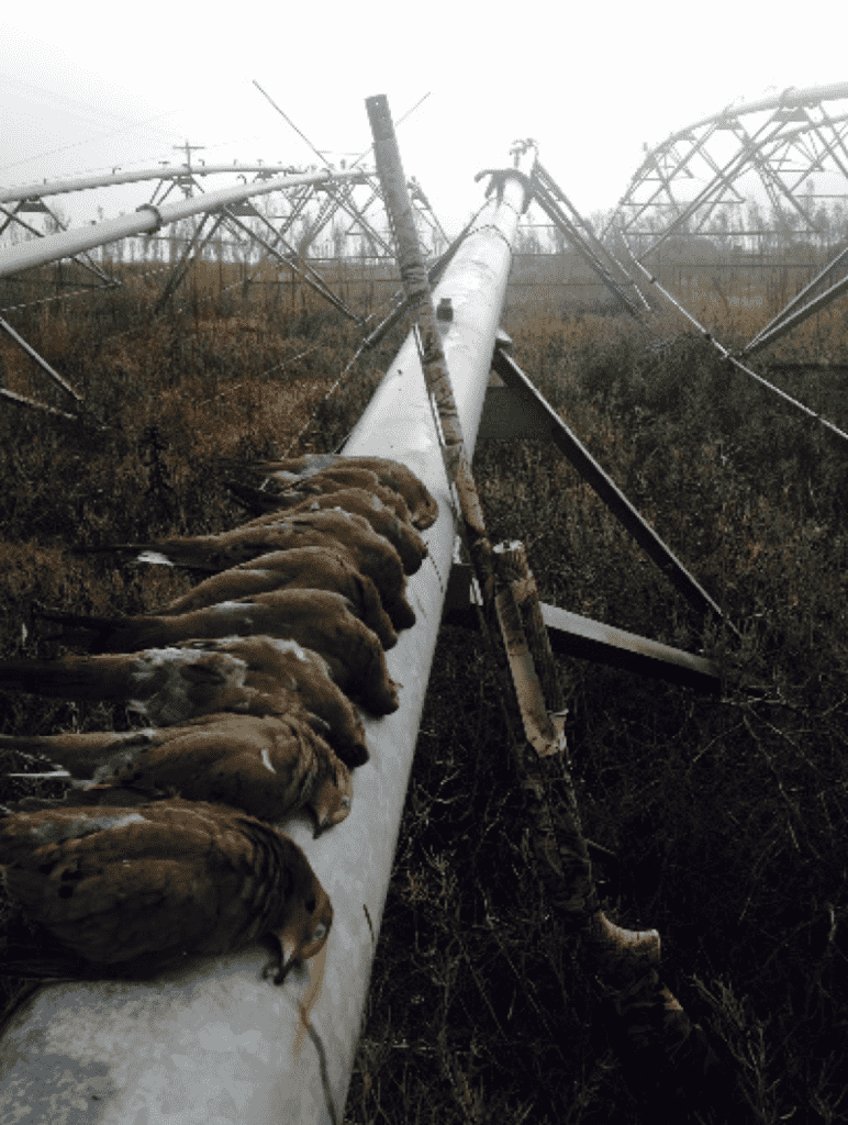 The Often Overlooked October Opportunity: 5 Tips for Late Season Dove The Often Overlooked October Opportunity: 5 Tips for Late Season Dove