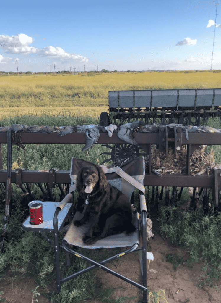 The Often Overlooked October Opportunity: 5 Tips for Late Season Dove The Often Overlooked October Opportunity: 5 Tips for Late Season Dove