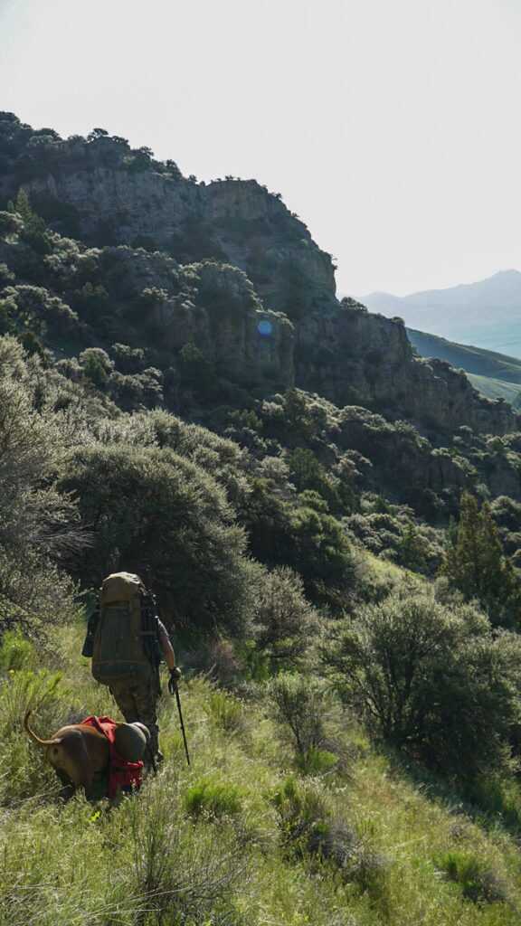 Top 5 Tips for Baiting Bears On Public Land Top 5 Tips for Baiting Bears On Public Land