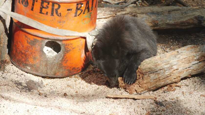 Top 5 Tips for Baiting Bears On Public Land Top 5 Tips for Baiting Bears On Public Land