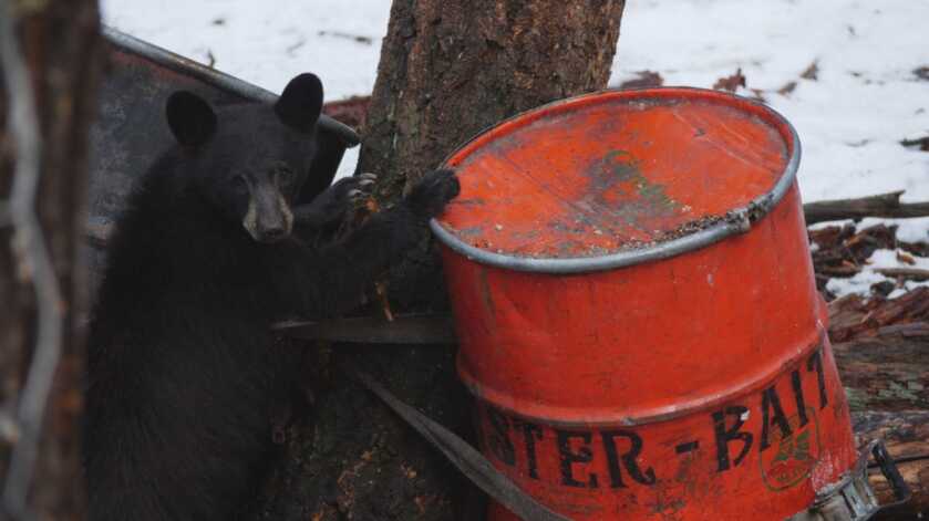 Top 5 Tips for Baiting Bears On Public Land Top 5 Tips for Baiting Bears On Public Land