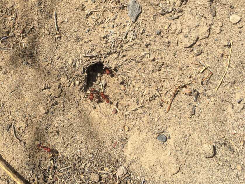 Hunting Rock Chucks & Marmots Hunting Rock Chucks & Marmots