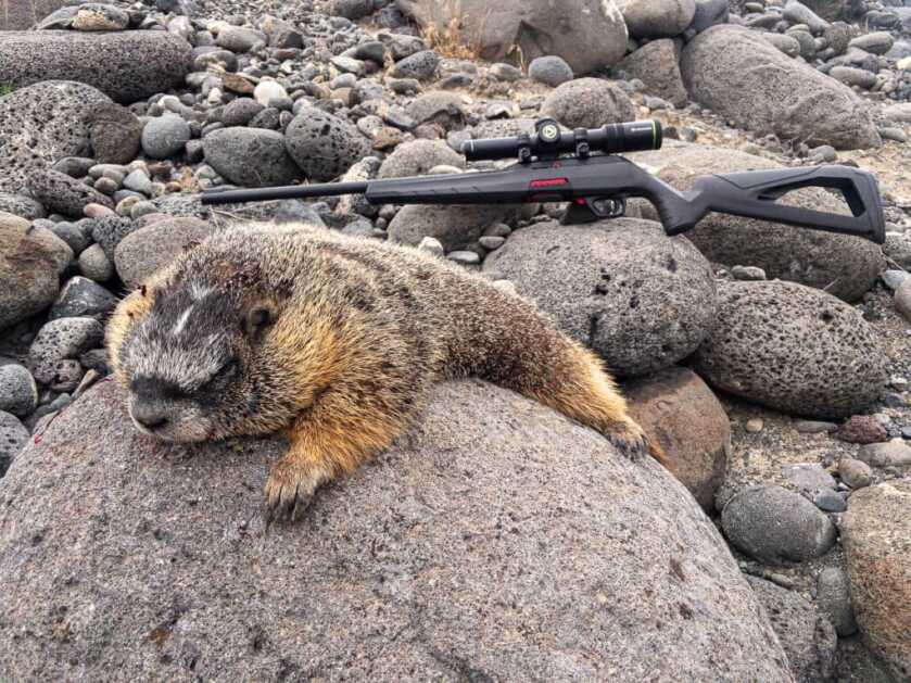 Hunting Rock Chucks & Marmots Hunting Rock Chucks & Marmots