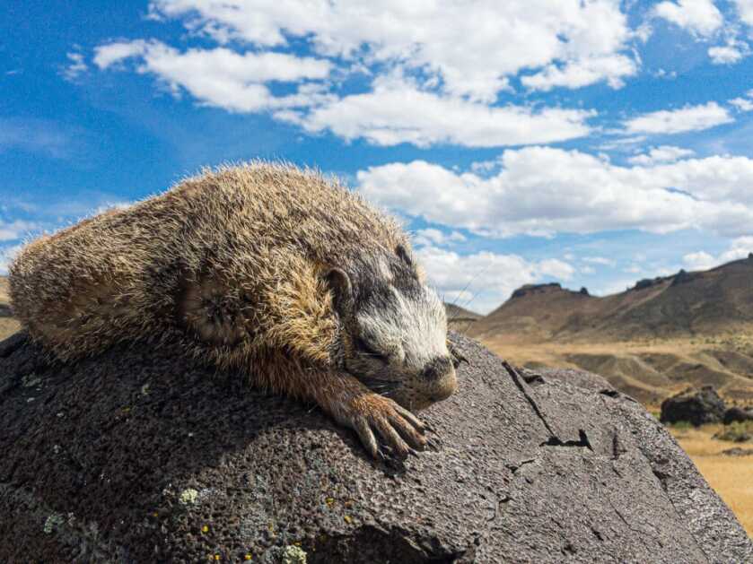 Hunting Rock Chucks & Marmots Hunting Rock Chucks & Marmots