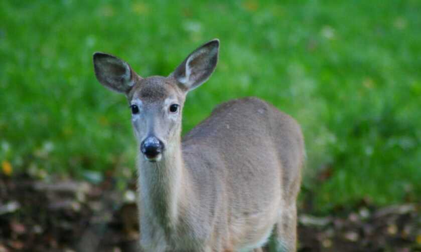 CDC Warns of Deer-Borne Tuberculosis After Michigan Man Becomes Infected CDC Warns of Deer-Borne Tuberculosis After Michigan Man Becomes Infected