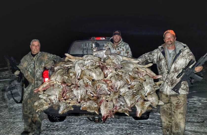 Calling Coyotes Like Clockwork Calling Coyotes Like Clockwork
