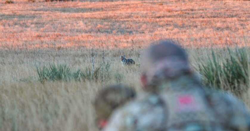 Calling Coyotes Like Clockwork Calling Coyotes Like Clockwork