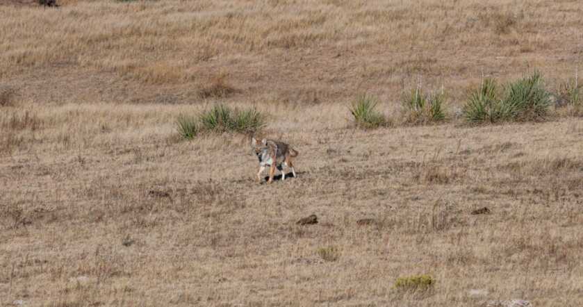 Calling Coyotes Like Clockwork Calling Coyotes Like Clockwork