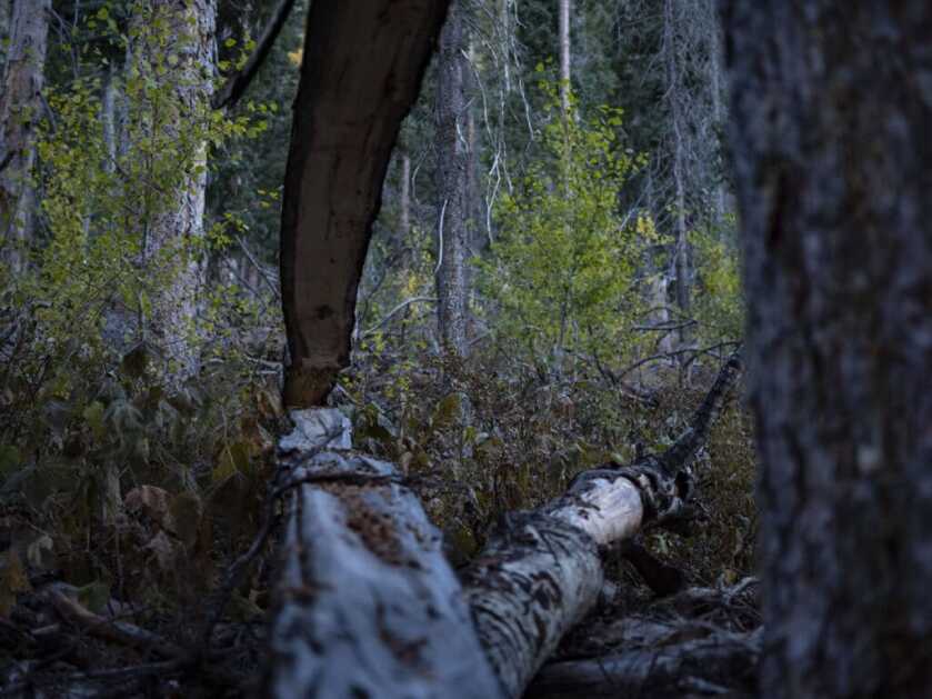 Unforgettable Elk Hunt With the SIG CROSS Rifle in .277 SIG FURY Unforgettable Elk Hunt With the SIG CROSS Rifle in .277 SIG FURY