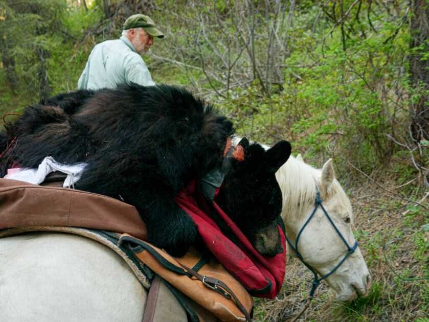 How I Killed A Bear With A BB Gun How I Killed A Bear With A BB Gun