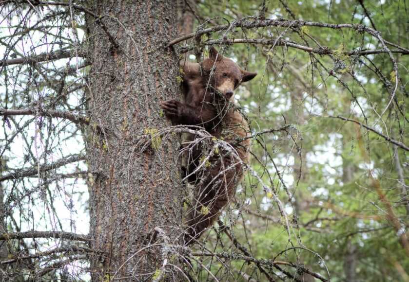 How I Killed A Bear With A BB Gun How I Killed A Bear With A BB Gun
