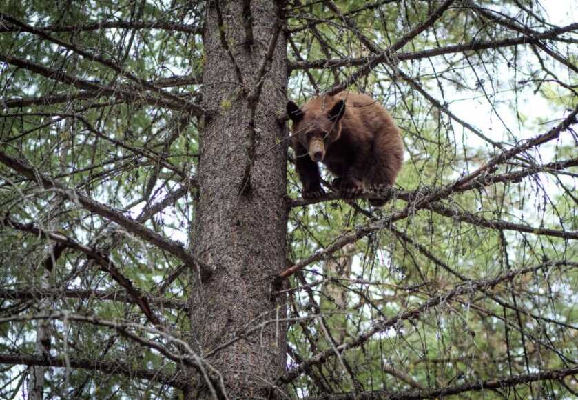 How I Killed A Bear With A BB Gun How I Killed A Bear With A BB Gun
