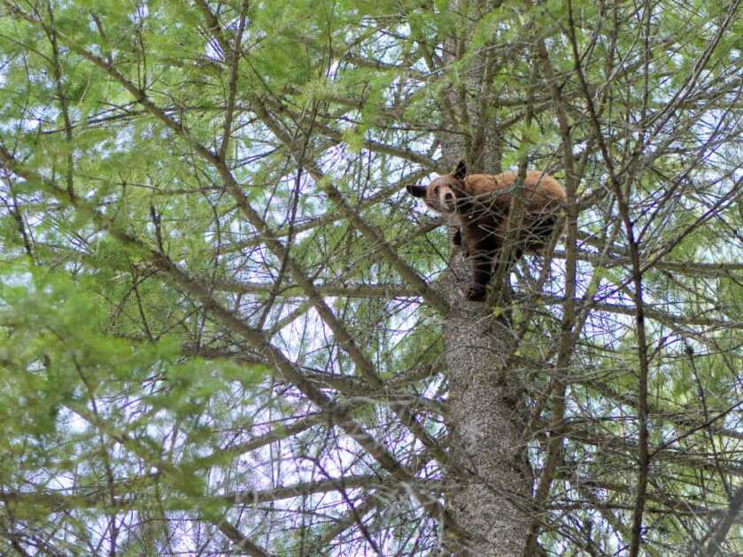 Fearing Food Shortages Amidst Pandemic, More Hunters Take to Woods Fearing Food Shortages Amidst Pandemic, More Hunters Take to Woods