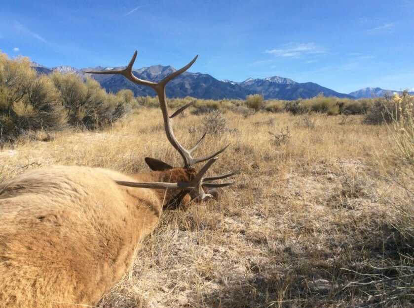 DIY Colorado Elk: My Experience DIY Colorado Elk: My Experience
