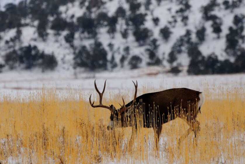 Spot and Stalk A Mule Deer Spot and Stalk A Mule Deer