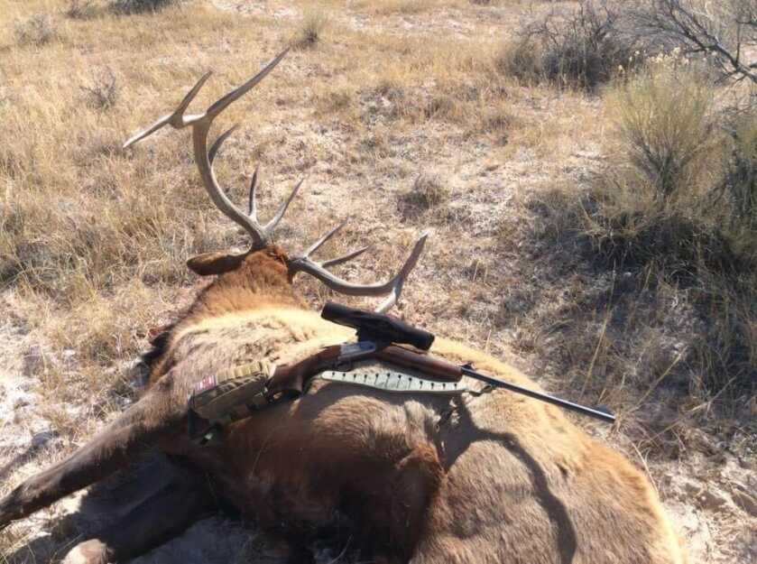 DIY Colorado Elk: My Experience DIY Colorado Elk: My Experience