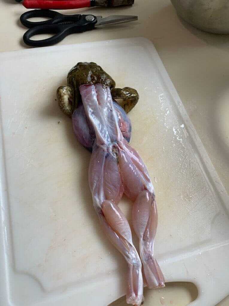 Frog Cleaning Frog Cleaning