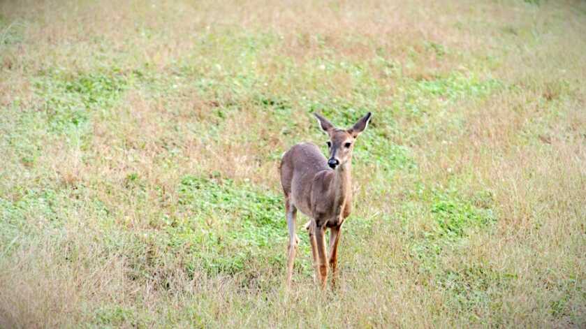 South Carolina Hunters Win Hunting Licenses for Life for Catching Coyotes South Carolina Hunters Win Hunting Licenses for Life for Catching Coyotes